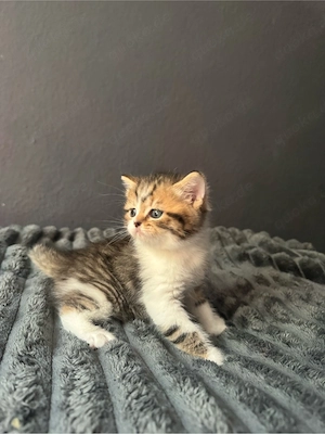 Britisch Kurzhaar Kitten abzugeben