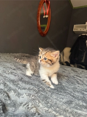 Britisch Kurzhaar Kitten abzugeben