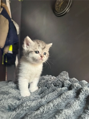 Britisch Kurzhaar Kitten abzugeben