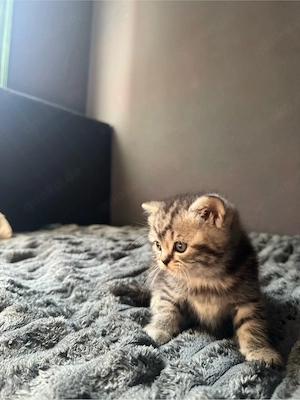 Britisch Kurzhaar Kitten abzugeben