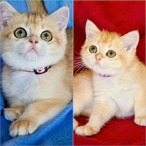 Bkh Kitten mit Stammbaum Abgabebereit mit 2 Impfungen und Chip