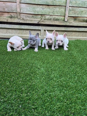 Wunderschöne Französische Bulldoggen-Welpen