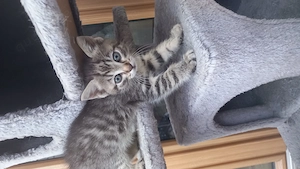 Katzenbabys zwei Kater noch da 