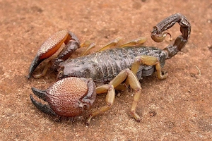 Pandinurus exitialis 
