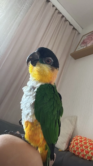 GrünzügelpapageienPärchen 
