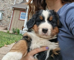 6 Berner Sennenhund Welpen suchen liebevolle Zuhause in Senden (89250)