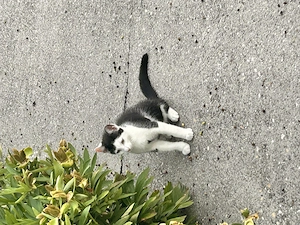 Zwei süße Katerchen suchen ein liebevolles Zuhause