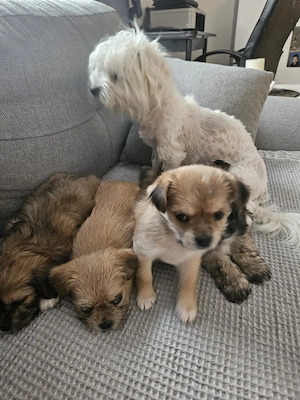 Mini-Malteser Welpen & liebevolle Mama (3 Jahre) suchen ein neues Zuhause!