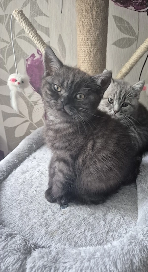BKH kitten noch ein frei schoko Mädchen