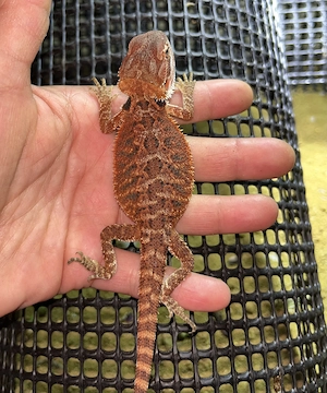 Bartagame Red