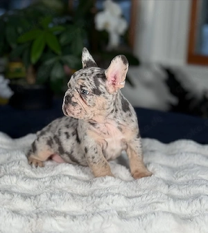 Gesunde französische Bulldoggenwelpen zu verkaufen