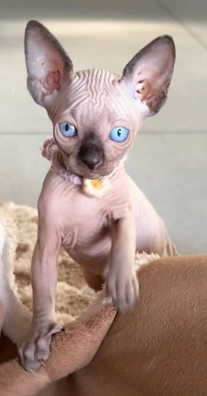 Sphynx Kitten