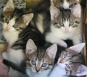 Seidenweiche Norweger Mischlingskätzchen