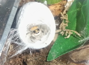 Die letzten Phidippus Regius Bahamas für dieses Jahr suchen 