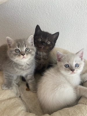 Süsse reinrassige BKH Kitten