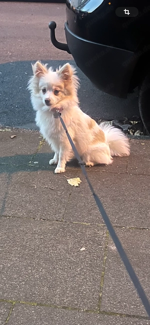 Liebenswerte Pomchi Hündin 