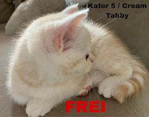 3 super schöne Kater abzugeben