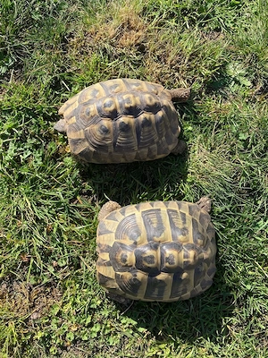 Zehnjährige Weibchen Griechische Landschildschildkröten