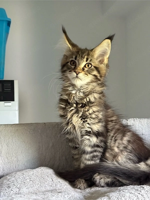XXL Maine Coon Kater Kitten  Bild 9