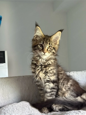 XXL Maine Coon Kater Kitten  Bild 6