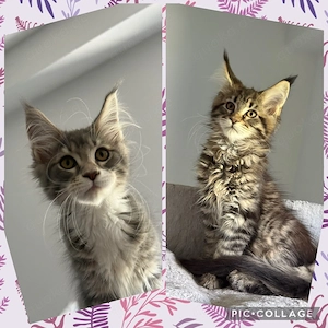 XXL Maine Coon Kitten
