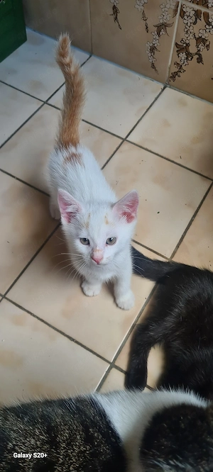 Süsse Katzenbabys suchen ein neues Zuhause Abgabe ab 22.06.26 