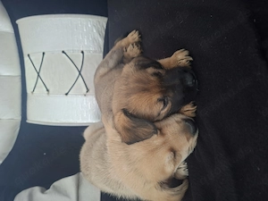Hunde welpen ich liebevollen Händen abzugeben.