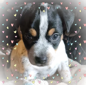 Jack Russel Lebensfreude pur