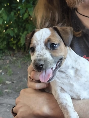Jack Russel Lebensfreude pur