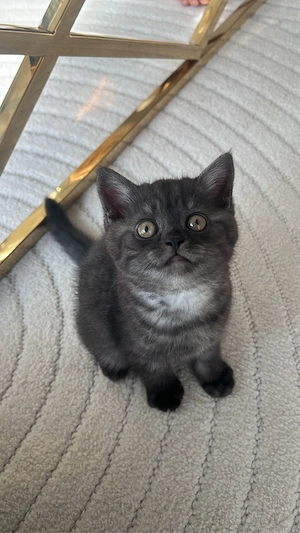 baby kitten 