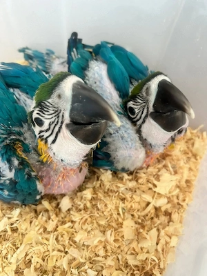 Blau-Gelbe Ara-Küken   Bald verfügbar