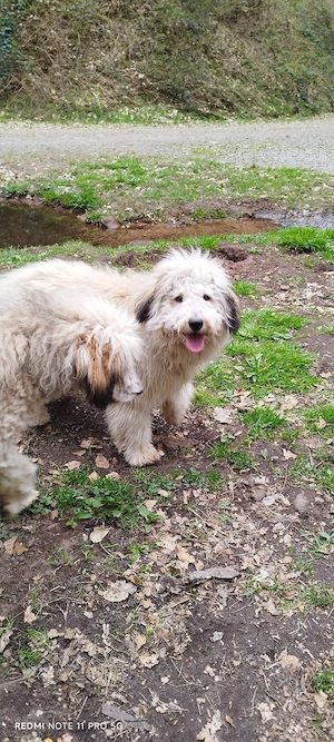 Doodle, Border Doodle Welpen, Allergiker geeignet! 
