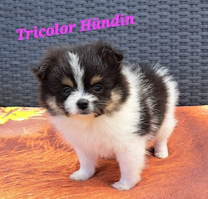 Pomeranian-PomChi Girls75%Poms