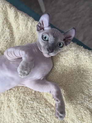 Sphynx Elf Kitten, mit Schnur und Tasthaaren 