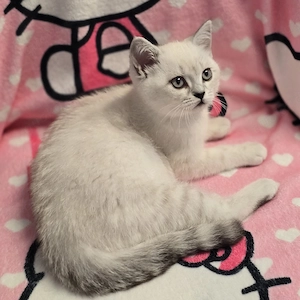 BKH Kitten Kätzchen Babykatze Weibchen weiß Bild 2