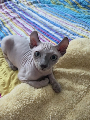 Sphynx-Elf Kitten, mit Schnurr-Tasthaaren 