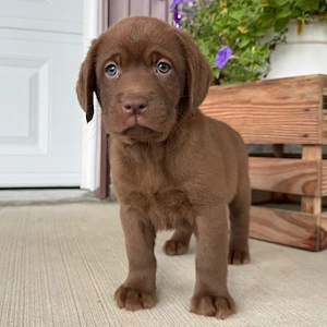 Labrador-Welpe (weiblich)