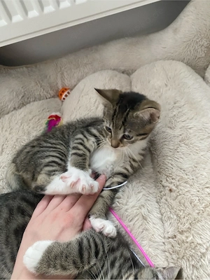 Kitten abzugeben 12 Wochen alt 