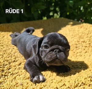 Zuckersüße Retro Mops Welpen