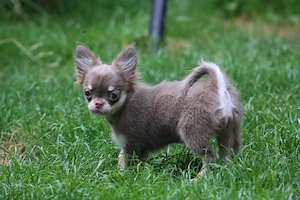 Chihuahua Welpen Langhaar 