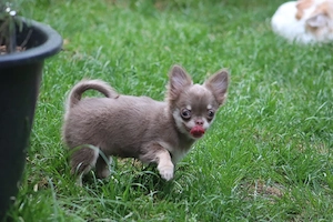 Traumhafte Chihuahua Welpen in Langhaar 