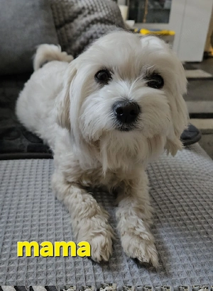 2 Mini-Malteser mix Welpen & liebevolle Mama (3 Jahre) suchen ein neues Zuhause!