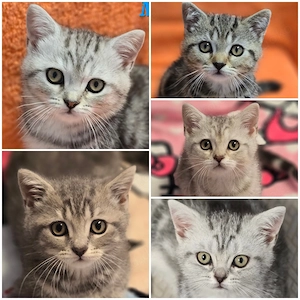 BKH Kitten Kätzchen Babykatze Männchen Weibchen 