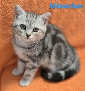 BKH Kitten Kätzchen Babykatze Männchen Weibchen black silver tabby golden tabby Bild 3