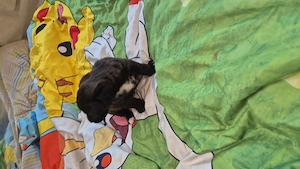 jack russel terrier yogshier terrier mix
