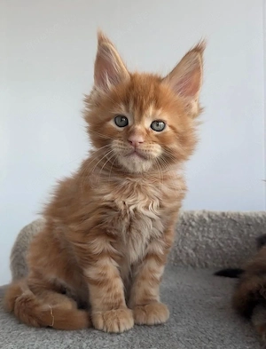 Energiegeladene reinrassige Maine-Coon-Kätzchen