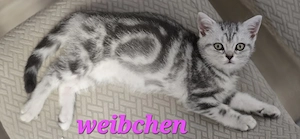 BKH Kitten Kätzchen Babykatze Männchen Weibchen black silver tabby golden tabby Bild 4