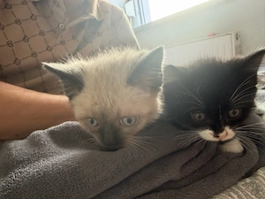 Süße Kitten suchen ein liebevolles Zuhause