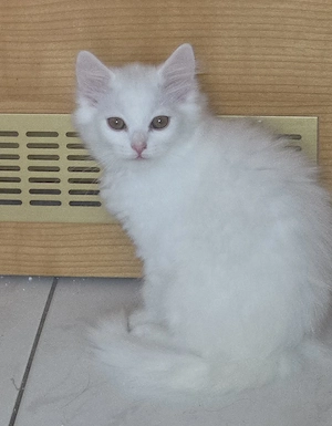 Katzenbabys 