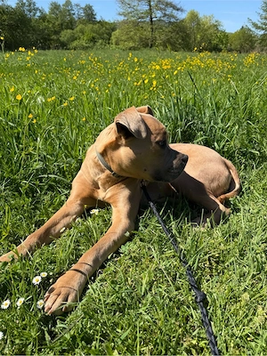 Am. Bulldoggen Mix 